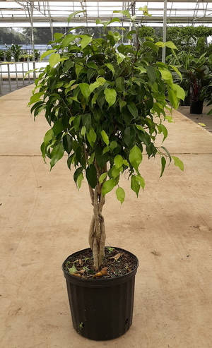 8" Ficus Benjamina Green Braid